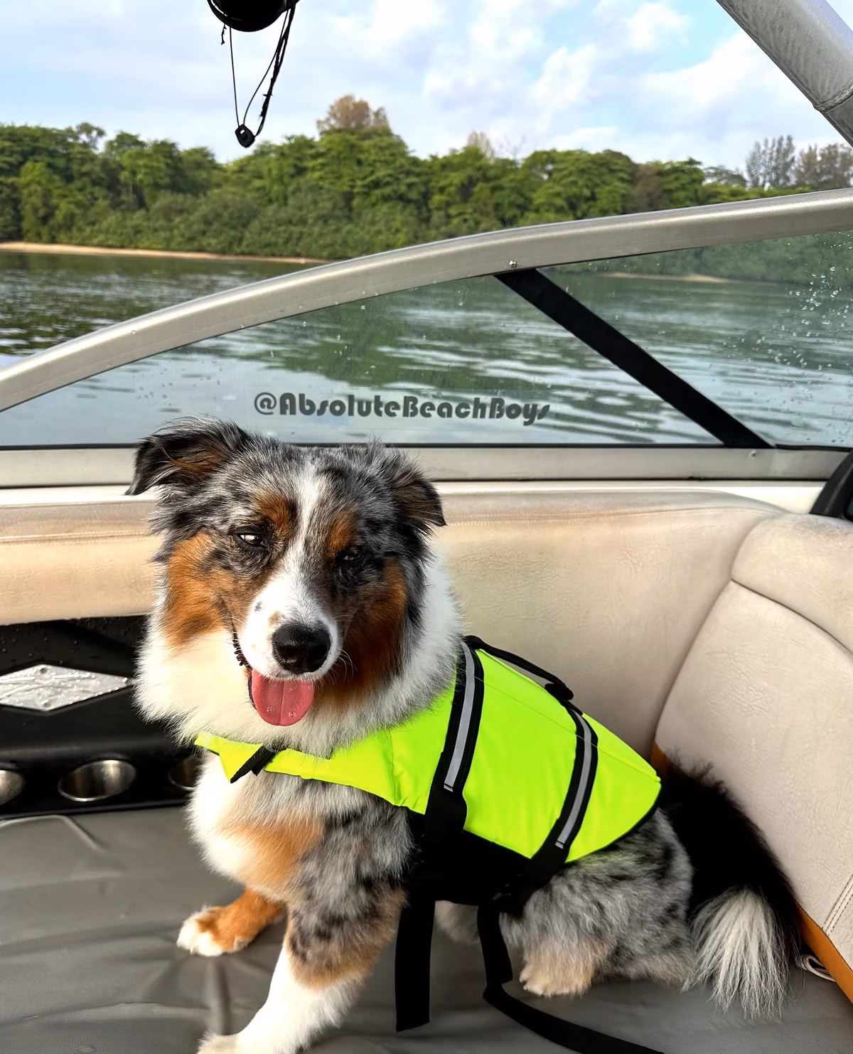 Australian Shepherd dog in life jacket on the Absolute Beach Boys wake surfing boat at Marina Country Club Singapore